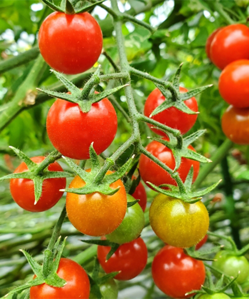 うれしおトマトの写真