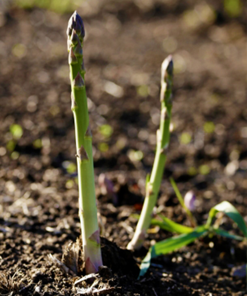 アスパラガスの写真