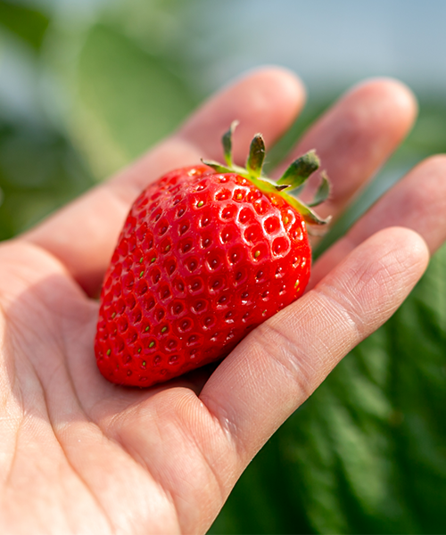 うれしおいちごの写真